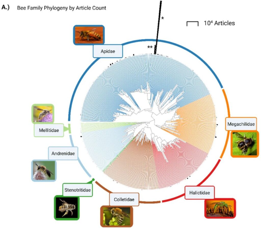Radial phylogeny of bees with research effort shown via bars on each tip. 